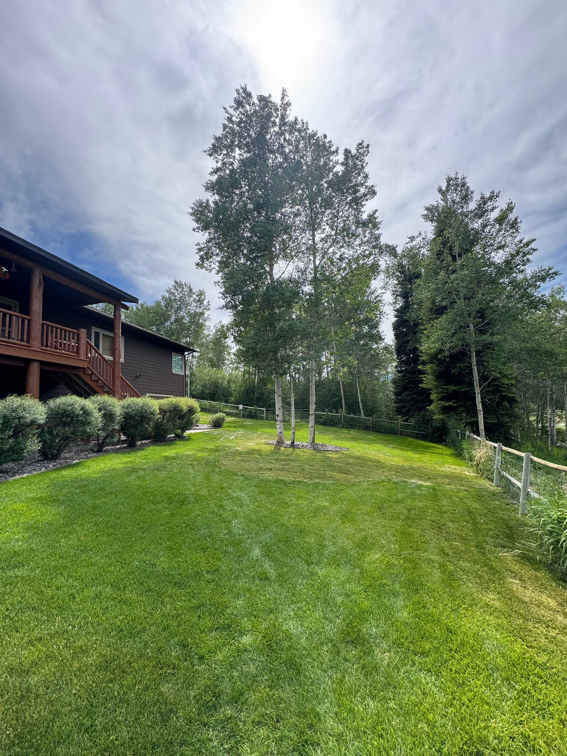 From Overgrown Mess to Clean Yard That Actually Works image